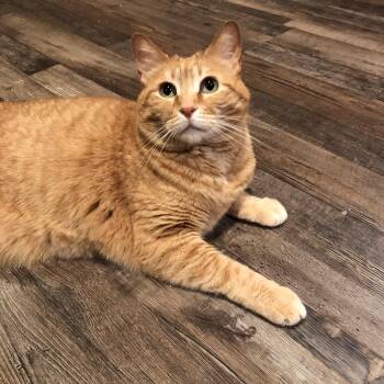 Rescue Domestic Short Hair Cats for Adoption in Puyallup, Washington - Josie | PetCurious