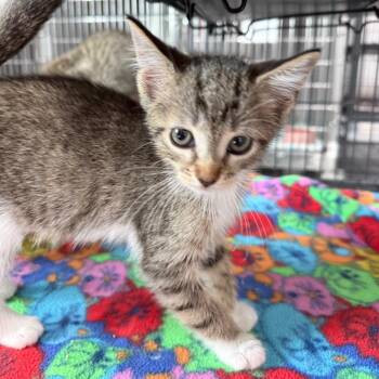 Marie -  Domestic Short Hair Cat for Adoption in Bradenton, Florida - Marie | PetCurious