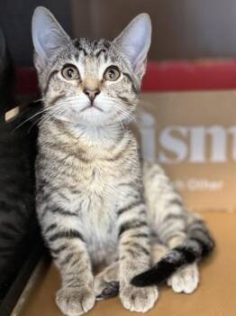 Athos $75 @ Petco -  Domestic Short Hair Cat Available for Adoption in Seneca, South Carolina - Athos $75 @ Petco | PetCurious
