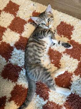 Rescue Domestic Short Hair Cats for Adoption in Deltona, Florida - Greg Brady | PetCurious