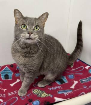 Domestic Short Hair Cats Available for Adoption in Dunkirk, New York - Sammi | PetCurious