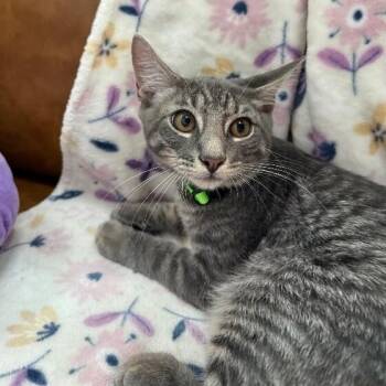 Collins Clark -  Tabby and Domestic Short Hair Cat for Adoption in Friendswood, Texas - Collins Clark | PetCurious