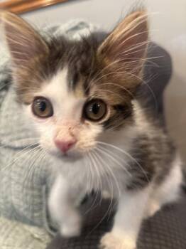 Georgie -  Domestic Short Hair Cat for Adoption in Omaha, Nebraska - Georgie | PetCurious