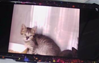MARGOT -  Domestic Short Hair Cat for Adoption in Charlotte, North Carolina - MARGOT | PetCurious
