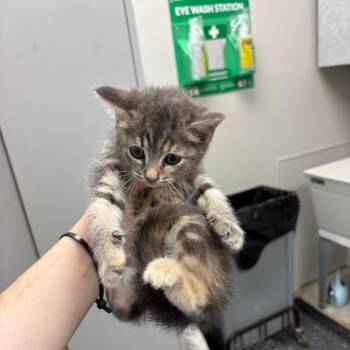 Gravy -  Domestic Medium Hair Cat for Adoption in Columbiana, Alabama - Gravy | PetCurious