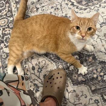 Jett -  Domestic Short Hair Cat for Adoption in Absecon, New Jersey - Jett | PetCurious