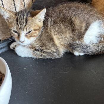 Torbie -  Domestic Short Hair Cat for Adoption in Webster, Texas - Torbie | PetCurious