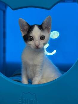 MILO -  Domestic Short Hair Cat for Adoption in Leesburg, Virginia - MILO | PetCurious