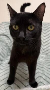 Domestic Short Hair Cats Available for Adoption in Gary, Indiana - Gemini | PetCurious