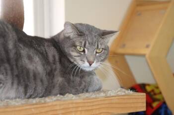 Domestic Short Hair Cats Available for Adoption - Novella | PetCurious