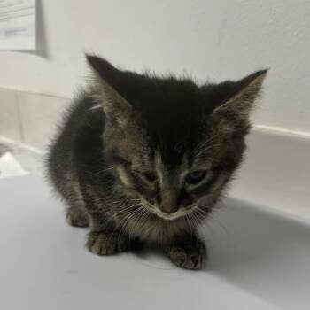 Elarael -  Domestic Short Hair Cat for Adoption in St. Louis, Missouri - Elarael | PetCurious