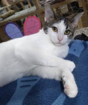 Rescue Domestic Short Hair Cats for Adoption in Faribault, Minnesota - Fufu | PetCurious