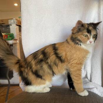 Domestic Long Hair Cats Available for Adoption - Candy | PetCurious