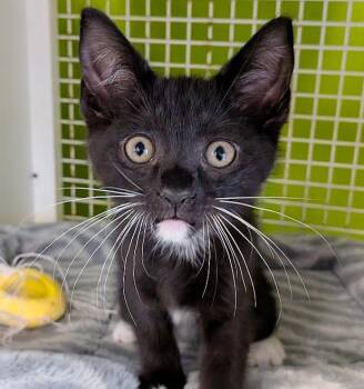 Cooper -  Domestic Short Hair Cat for Adoption in Lake Monroe, Florida - Cooper | PetCurious
