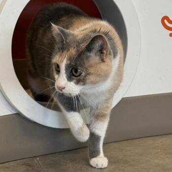 Libby -  Domestic Short Hair Cat for Adoption in Bentonville, Arkansas - Libby | PetCurious