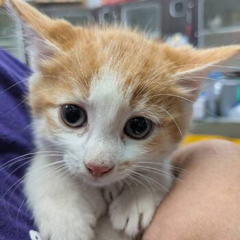Cobbler -  Domestic Short Hair Cat for Adoption in Jeffersonville, Indiana - Cobbler | PetCurious