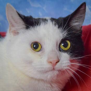 Arnold -  Domestic Short Hair Cat for Adoption in Huntley, Illinois - Arnold | PetCurious