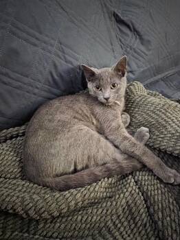 Thistle -  Domestic Short Hair Cat for Adoption in Findlay, Ohio - Thistle | PetCurious
