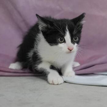 Pumpkin -  Domestic Short Hair Cat for Adoption in Springfield, Georgia - Pumpkin | PetCurious