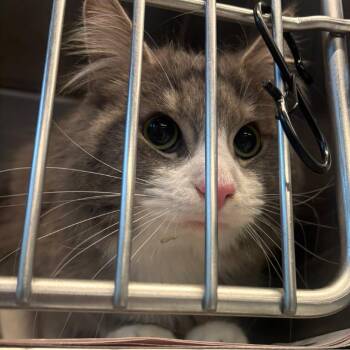 Domestic Short Hair Cats Available for Adoption in Huntington, West Virginia - Hunter | PetCurious
