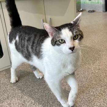 Conner -  Domestic Short Hair Cat for Adoption in Englewood, Florida - Conner | PetCurious