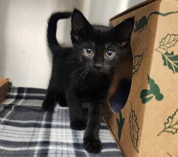 JOLENE -  Domestic Short Hair Cat for Adoption in St. Louis, Missouri - JOLENE | PetCurious