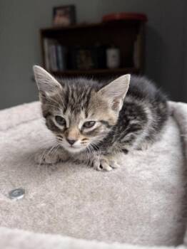 26-312 Melo -  Domestic Short Hair Cat for Adoption in Barnesville, Georgia - 26-312 Melo | PetCurious