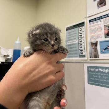 Winnie -  Domestic Short Hair Cat for Adoption in Chicago, Illinois - Winnie | PetCurious