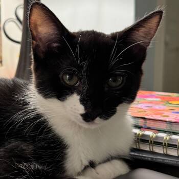 Yzma -  Domestic Short Hair Cat for Adoption in Fairfax Station, Virginia - Yzma | PetCurious
