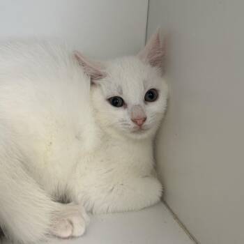 Opal -  Domestic Medium Hair Cat for Adoption in Uniontown, Pennsylvania - Opal | PetCurious