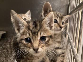 Domestic Short Hair Cats Available for Adoption in Tustin, California - MI MI | PetCurious