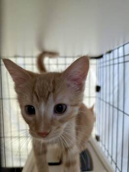 Clementine -  Domestic Short Hair Cat for Adoption in Detroit Lakes, Minnesota - Clementine | PetCurious