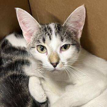 Domestic Short Hair Cats Available for Adoption in Oak Park, Illinois - Snow Pea | PetCurious