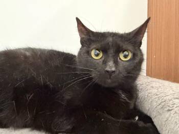 Mercury -  Domestic Short Hair Cat for Adoption in Powell, Ohio - Mercury | PetCurious