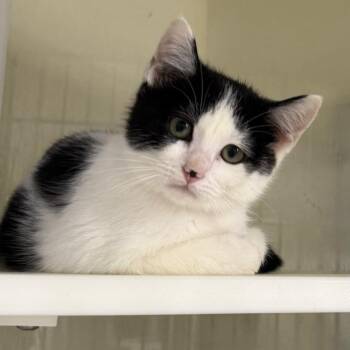 Suzy Q -  Domestic Short Hair Cat for Adoption in Chattanooga, Tennessee - Suzy Q | PetCurious