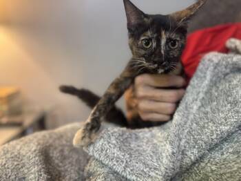 Rescue Domestic Short Hair Cats for Adoption in Gradyville, Kentucky - Spice | PetCurious