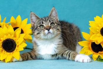 Domestic Short Hair Cats Available for Adoption - Mugsy | PetCurious