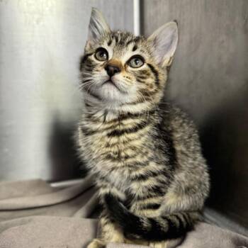 Domestic Short Hair Cats Available for Adoption in Asheville, North Carolina - Lolly | PetCurious