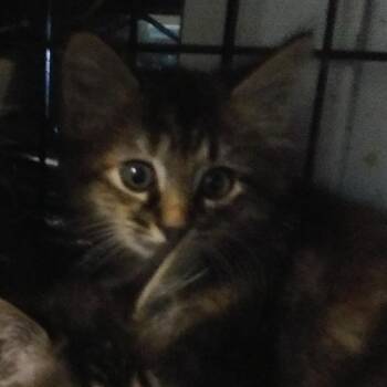 Kelly -  Domestic Long Hair Cat for Adoption in PORT WENTWRTH, Georgia - Kelly | PetCurious