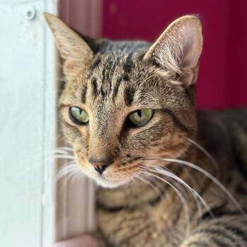 Domestic Short Hair Cats Available for Adoption in West Des Moines, Iowa - Donnie | PetCurious