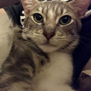 Domestic Short Hair Cats Available for Adoption - Koko | PetCurious