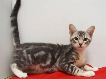 Domestic Short Hair Cats Available for Adoption in Sacramento, California - JUNIOR | PetCurious