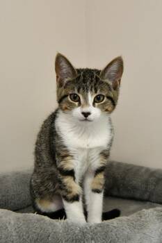Corn pop -  Domestic Short Hair Cat for Adoption in Fairhope, Alabama - Corn Pop | PetCurious