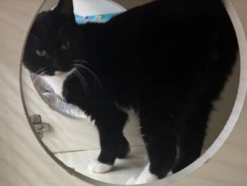 Rescue Domestic Short Hair Cats for Adoption in Gorham, Maine - Mikey | PetCurious