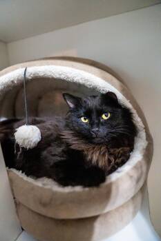Domestic Long Hair Cats Available for Adoption in Morgantown, West Virginia - Rob Kat-Dashian | PetCurious