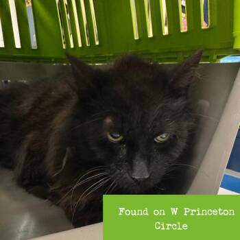 Domestic Long Hair Cats Available for Adoption in Lynchburg, Virginia - Frederick | PetCurious
