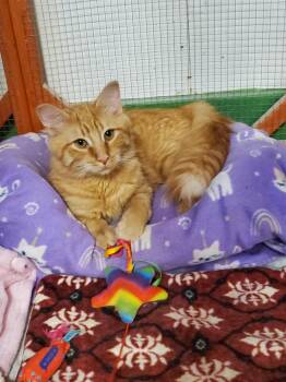 Domestic Medium Hair Cats Available for Adoption in Erie, Pennsylvania - Cheddar (bonded W/ Blossom) | PetCurious