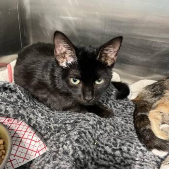 Rocky Racoon -  Domestic Short Hair Cat for Adoption in Lakeland, Florida - Rocky Racoon | PetCurious