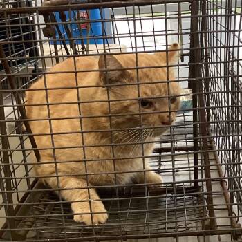 Domestic Short Hair Cats Available for Adoption - Garfield | PetCurious