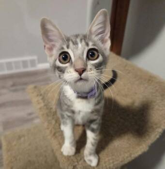 Liam -  Domestic Short Hair Cat for Adoption in Sedalia, Colorado - Liam | PetCurious